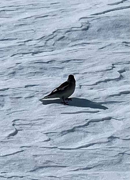 Fringuello alpino  - Krzysztof Lis