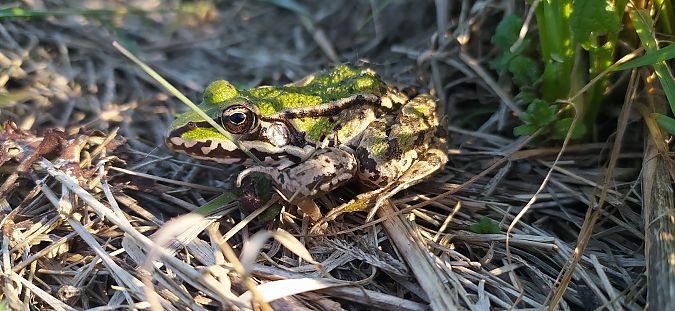 Rana esculenta o Rana di Lessona  - Mirko Enea
