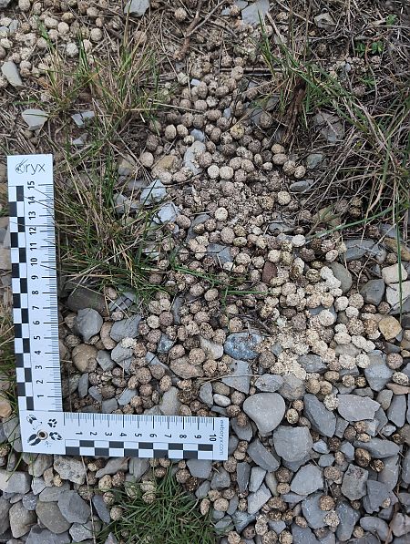 Llebre europea  - Verònica Muriel