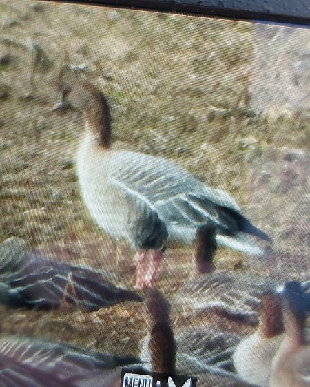 Kurzschnabelgans  - Jan Kotlarz