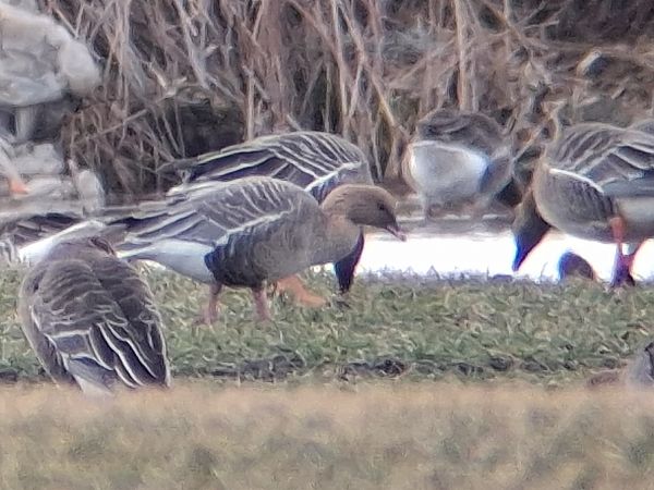 Kurzschnabelgans  - Wojciech Siuda