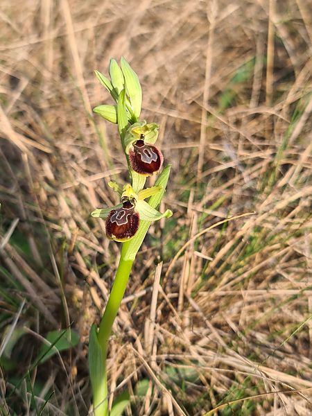 Ophrys occidentalis  - Christian Fleury