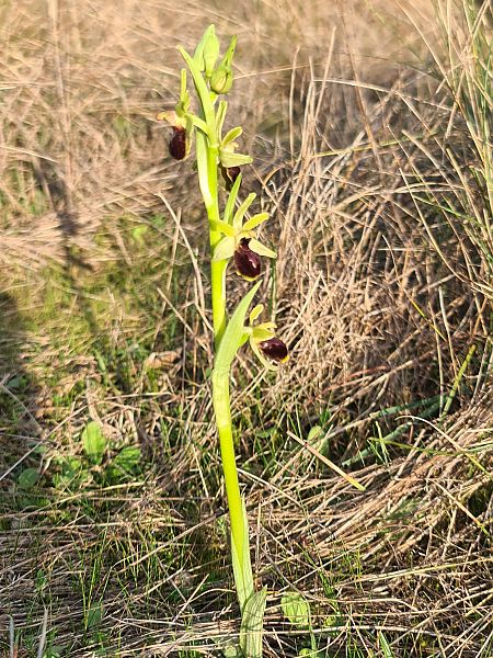 Ophrys occidentalis  - Christian Fleury