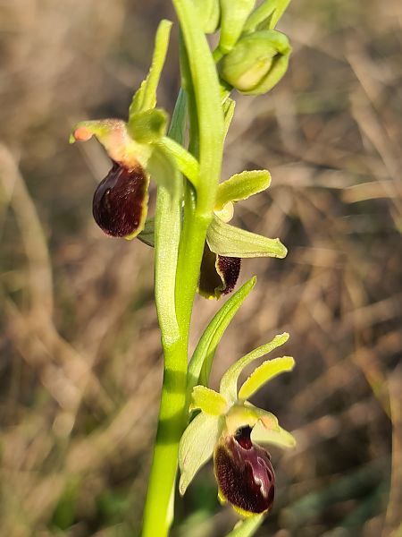 Ophrys occidentalis  - Christian Fleury