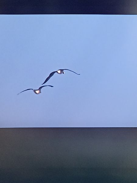 bernikla białolica  - Oliwier Myka