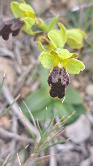 Ophrys lupercalis  - Cécilia Fridlender Jalla