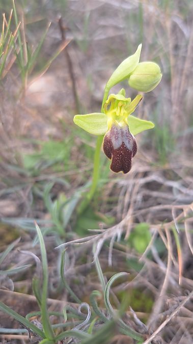 Ophrys lupercalis  - Cécilia Fridlender Jalla