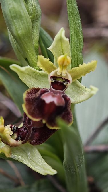 Ophrys occidentalis  - Alain Bultez