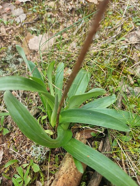 Orchis tenera  - Pere Espinet