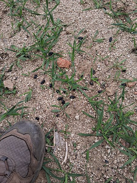 Cabirol  - Teresa Galo Pou