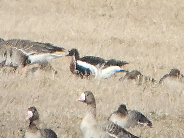 bernikla rdzawoszyja  - Michał Rycak