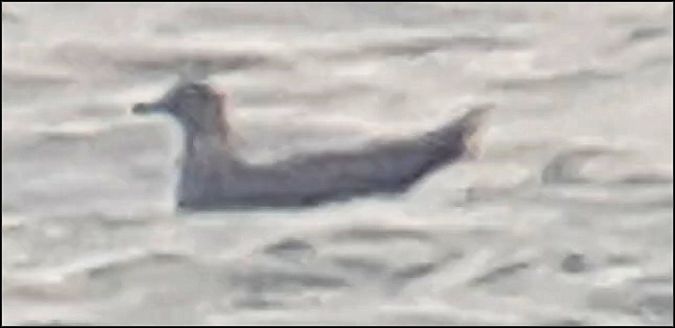 Labbo indet.  - Giuseppe Di Lieto