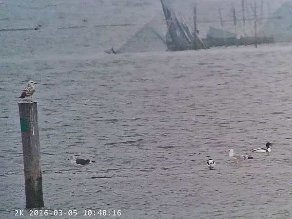 Zafferano intermedio  - Massimo Tassinari