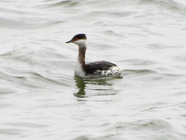 Svasso cornuto  - Massimo Tassinari