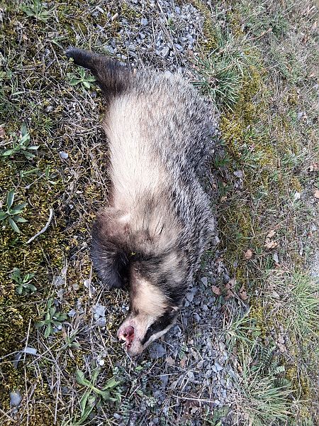 Azkonar  - Eraztun Berdeko Basozainak Guardas Anillo Verde