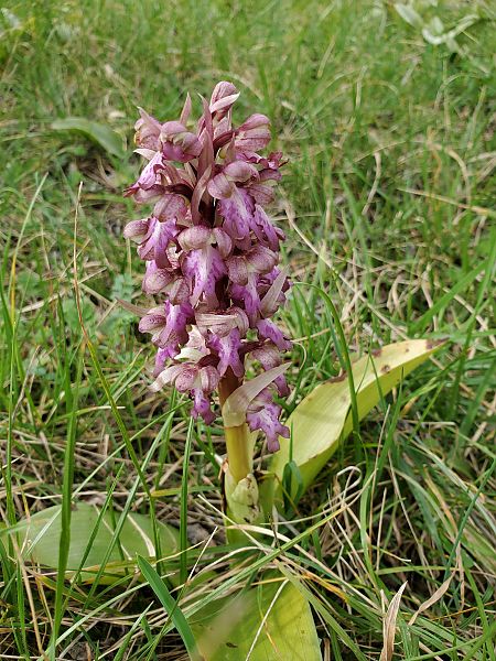 Himantoglossum robertianum  - Rudi Vanherck