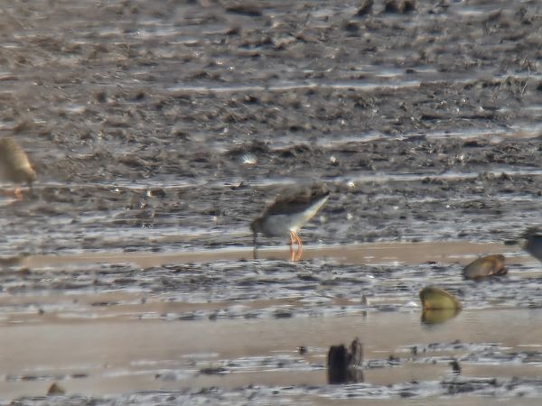 batalion  - Sebastian Watras