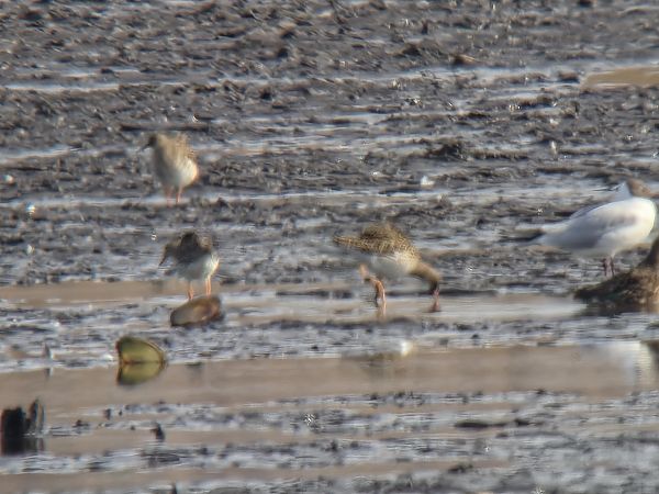 Kampfläufer  - Sebastian Watras