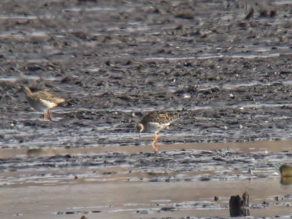 Combattant varié  - Sebastian Watras