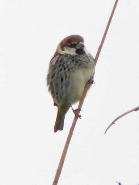 Passera sarda  - Massimo Tassinari