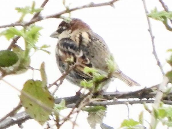 Passera sarda  - Massimo Tassinari