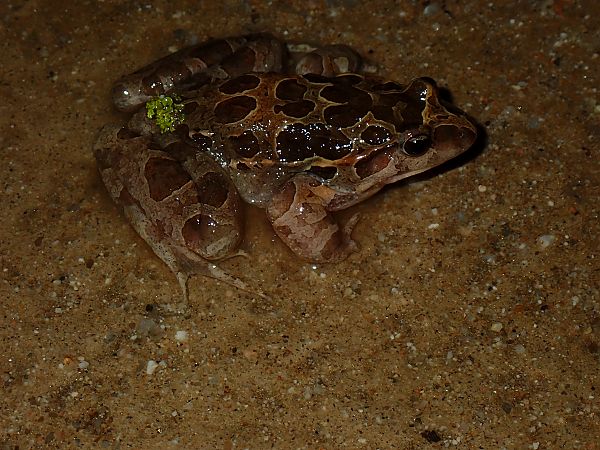 Granota pintada  - Enric Badosa