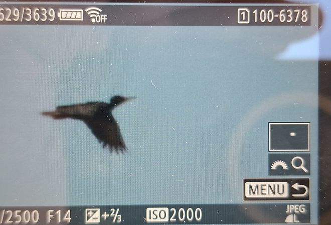 dzięcioł czarny  - Tomasz Doroń