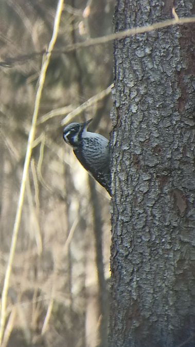 Dreizehenspecht  - Oliwier Myka