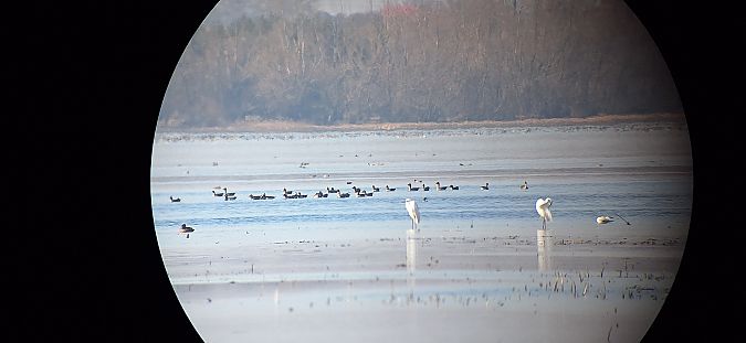 Bernache nonnette  - Radosław Włodarczyk