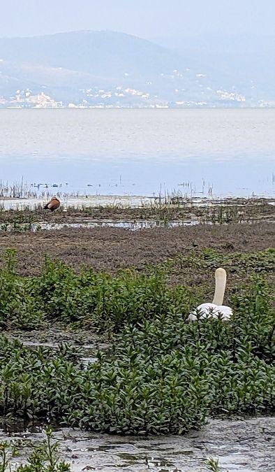 Rostgans  - Fabrizio Franconi