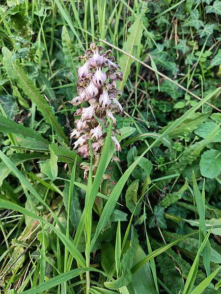 Himantoglossum robertianum  - Xavier Sanjuan Samarra