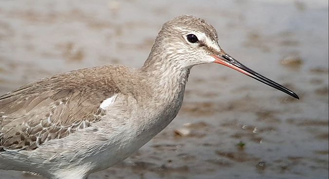 Totano moro  - Giuseppe Di Lieto