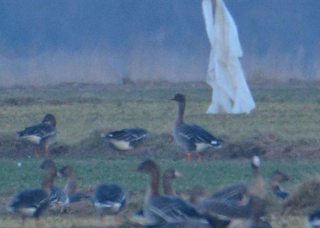 gęś zbożowa  - Szymon Kaczmarek