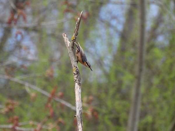 Pica-soques blau  - Joan Pessarrodona