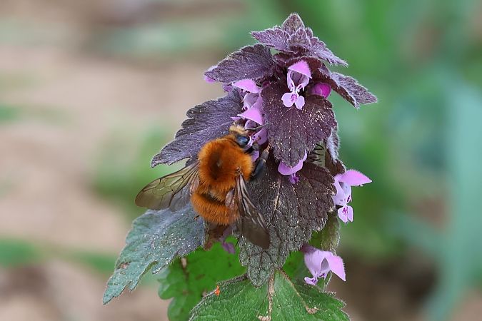 Hymenoptera sp.  - Lorenzo Lanzani