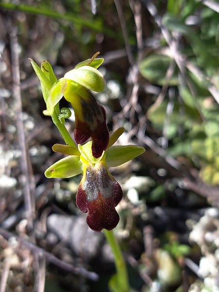 Ophrys forestieri  - Emmanuel Cosson