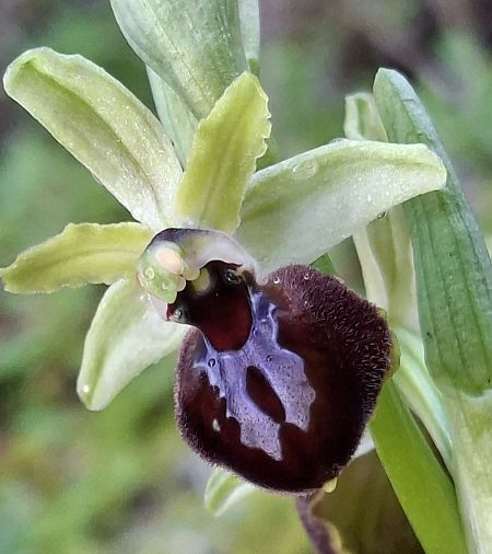 Ophrys occidentalis 