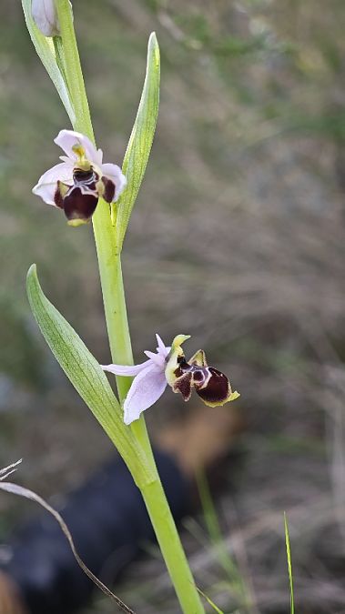 Ophrys scolopax  - Alain Bultez