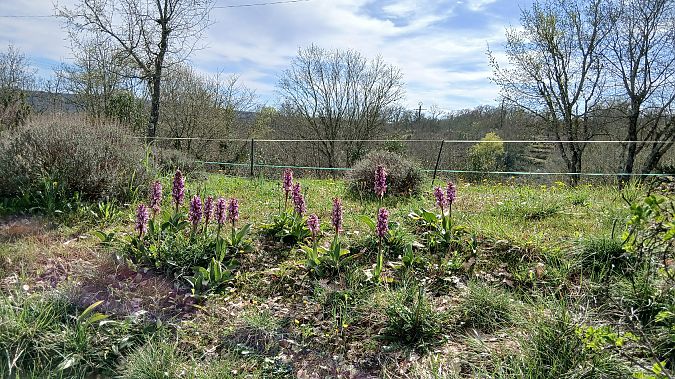 Himantoglossum robertianum  - Gaetan Bottin