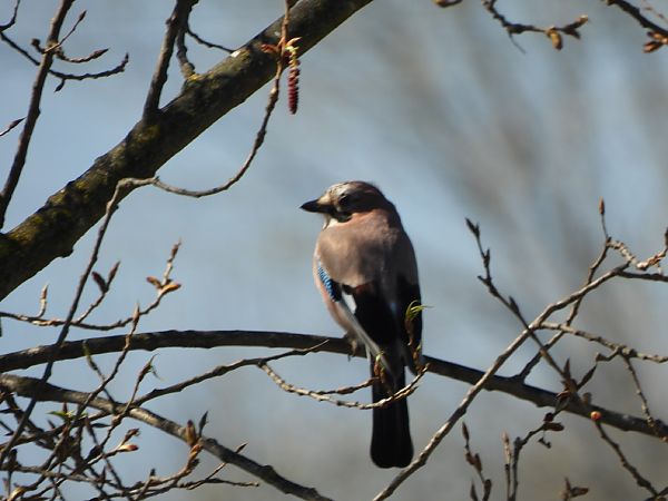 Gaig  - Joan Pessarrodona