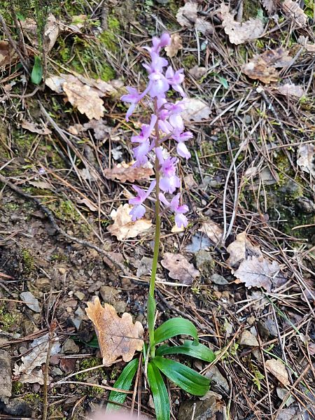 Orchis olbiensis  - Pere Espinet