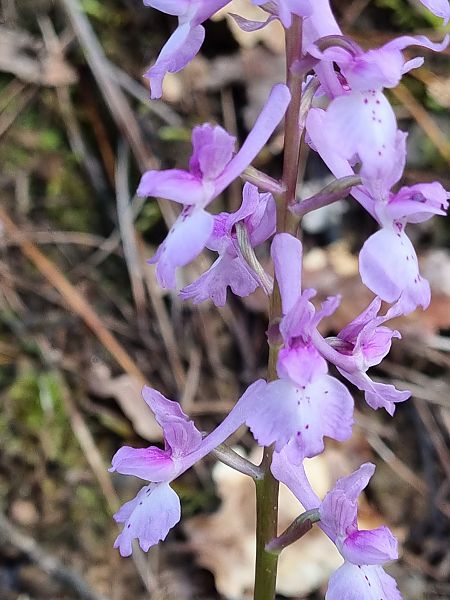 Orchis olbiensis  - Pere Espinet