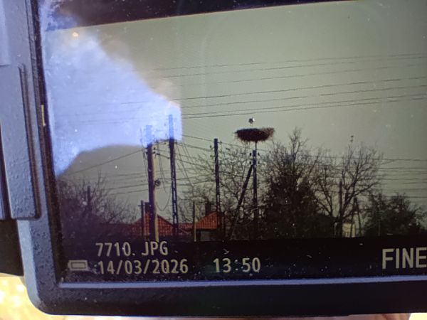 bocian biały  - Marta Świtała