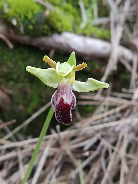 Ophrys forestieri  - Jordi Vila