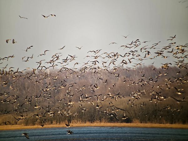 gęś białoczelna  - Anna Kaniewska-Skoczylas