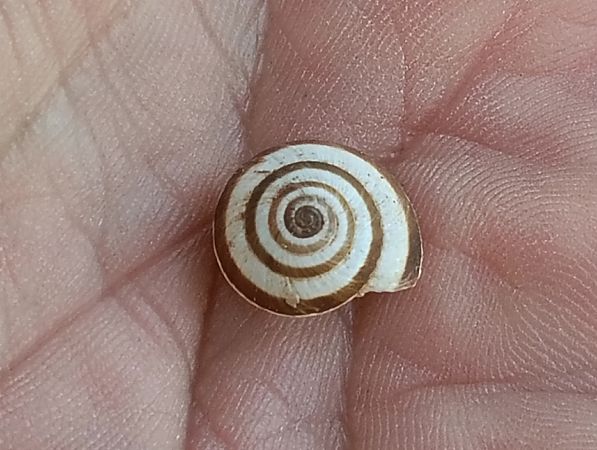 Cernuella virgata  - Toni Alonso Jardí