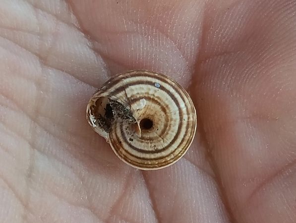 Cernuella virgata  - Toni Alonso Jardí