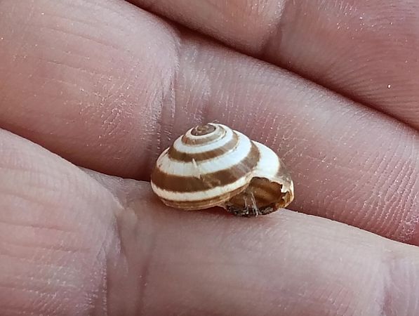 Cernuella virgata  - Toni Alonso Jardí