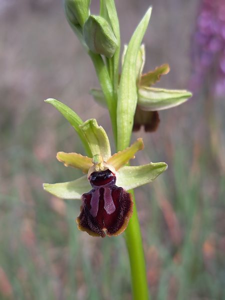 Ophrys caloptera  - Emmanuel Cosson