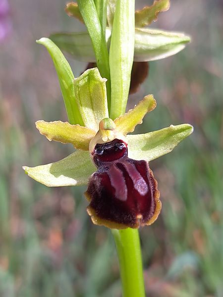 Ophrys caloptera  - Emmanuel Cosson